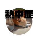 428(6)（個別スタンプ：22）
