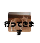 428(6)（個別スタンプ：40）