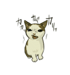 どこかで見た猫さんとナニカ（個別スタンプ：3）