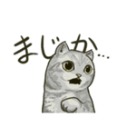 どこかで見た猫さんとナニカ（個別スタンプ：16）