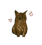 どこかで見た猫さんとナニカ（個別スタンプ：30）