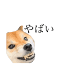 愛犬スタンプぽんた（個別スタンプ：1）