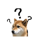 愛犬スタンプぽんた（個別スタンプ：2）
