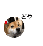 愛犬スタンプぽんた（個別スタンプ：3）