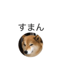 愛犬スタンプぽんた（個別スタンプ：8）