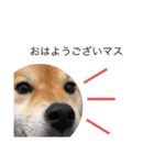 愛犬スタンプぽんた（個別スタンプ：10）