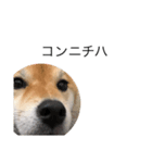 愛犬スタンプぽんた（個別スタンプ：11）