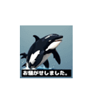 【敬語】大人の気遣い♡ドットシャチ（個別スタンプ：6）