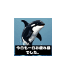 【敬語】大人の気遣い♡ドットシャチ（個別スタンプ：11）