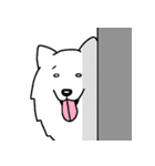 犬種別サモエド(英語Ver)（個別スタンプ：36）