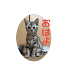 ニャーズバージョン（個別スタンプ：1）