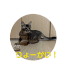 ニャーズバージョン（個別スタンプ：9）