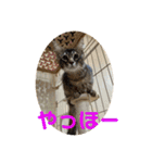 ニャーズバージョン（個別スタンプ：12）