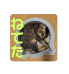 ニャーズバージョン（個別スタンプ：19）