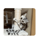 ニャーズバージョン（個別スタンプ：20）