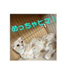 ニャーズバージョン（個別スタンプ：21）