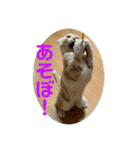 ニャーズバージョン（個別スタンプ：23）