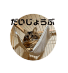 ニャーズバージョン（個別スタンプ：30）