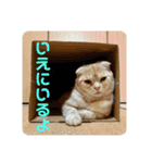 ニャーズバージョン（個別スタンプ：31）