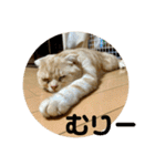 ニャーズバージョン（個別スタンプ：33）