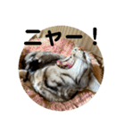 ニャーズバージョン（個別スタンプ：34）