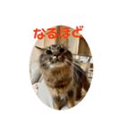 ニャーズバージョン（個別スタンプ：35）