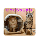 ニャーズバージョン（個別スタンプ：36）