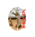 ニャーズバージョン（個別スタンプ：38）