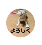 ニャーズバージョン（個別スタンプ：39）