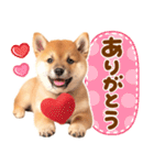 飛び出す♡柴犬日和（個別スタンプ：4）