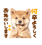 飛び出す♡柴犬日和（個別スタンプ：7）