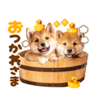 飛び出す♡柴犬日和（個別スタンプ：9）