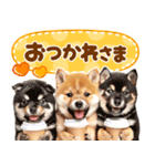 飛び出す♡柴犬日和（個別スタンプ：10）