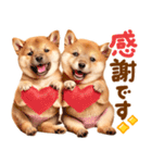 飛び出す♡柴犬日和（個別スタンプ：12）