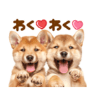 飛び出す♡柴犬日和（個別スタンプ：13）