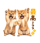 飛び出す♡柴犬日和（個別スタンプ：15）