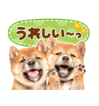 飛び出す♡柴犬日和（個別スタンプ：16）