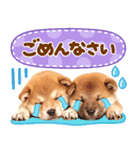 飛び出す♡柴犬日和（個別スタンプ：20）