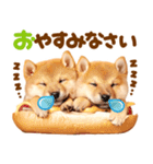 飛び出す♡柴犬日和（個別スタンプ：23）