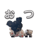 チワワ 日常会話 ベアちゃん（個別スタンプ：5）