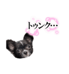 チワワ 日常会話 ベアちゃん（個別スタンプ：9）
