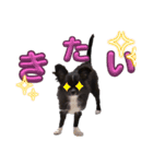 チワワ 日常会話 ベアちゃん（個別スタンプ：10）