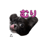 チワワ 日常会話 ベアちゃん（個別スタンプ：11）