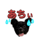 チワワ 日常会話 ベアちゃん（個別スタンプ：13）