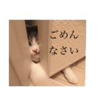 まる参上（個別スタンプ：19）