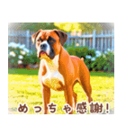 世界の犬図鑑:日本語（個別スタンプ：9）