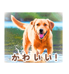 世界の犬図鑑:日本語（個別スタンプ：13）