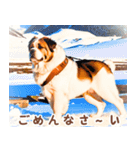 世界の犬図鑑:日本語（個別スタンプ：26）