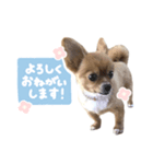 毎日使える♪はなのLINEスタンプ（個別スタンプ：2）