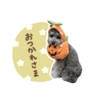 毎日使える♪エメのLINEスタンプ（個別スタンプ：1）